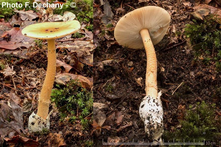 Amanita crocea