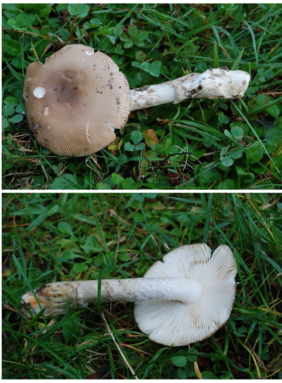 Amanita dryophila