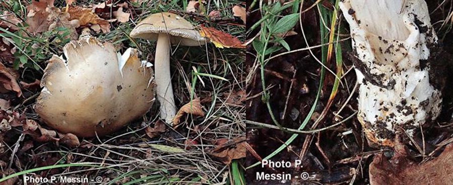 Amanita dryophila