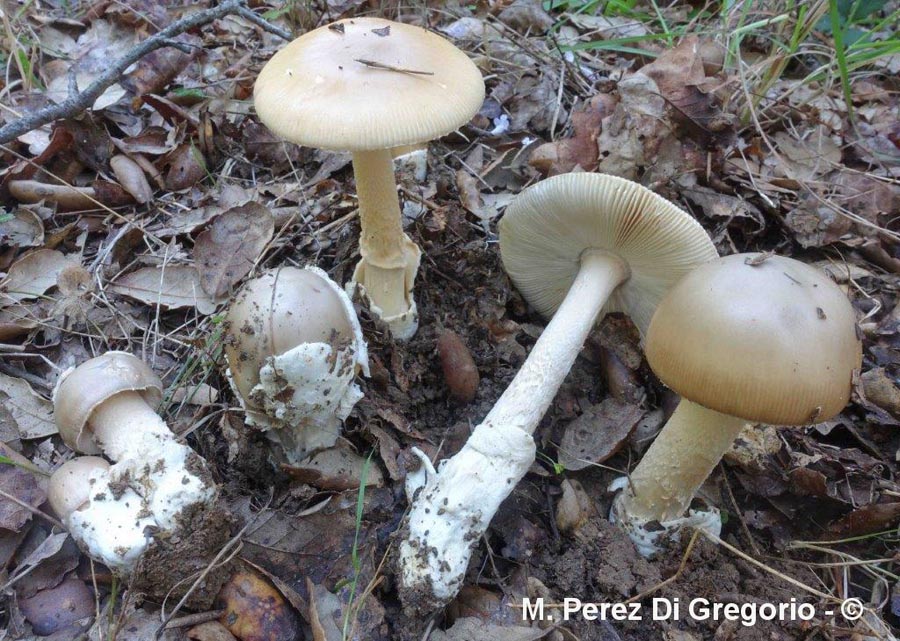 Amanita dryophila