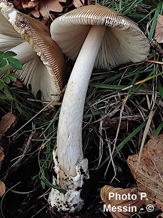 Amanita dryophila