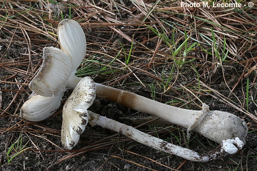 Amanita dunensis