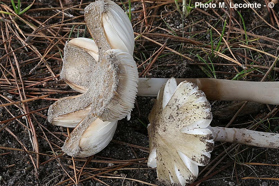 Amanita dunensis