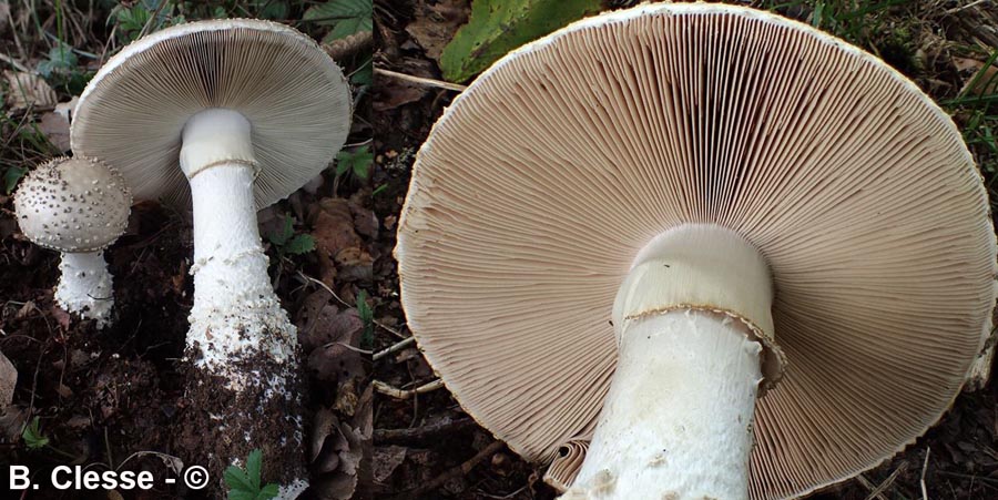 Amanita echinocephala var. subbeillei