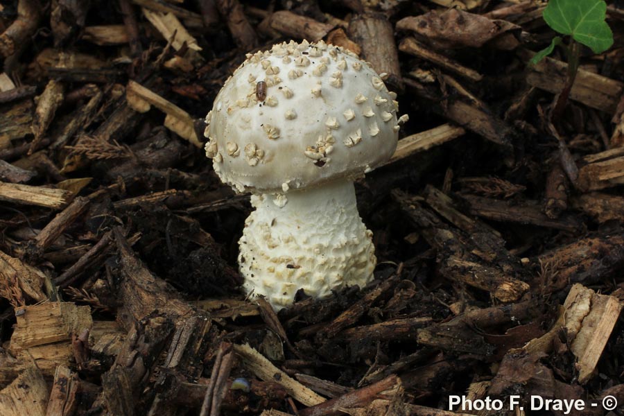 Amanita echinocephala var. subbeillei