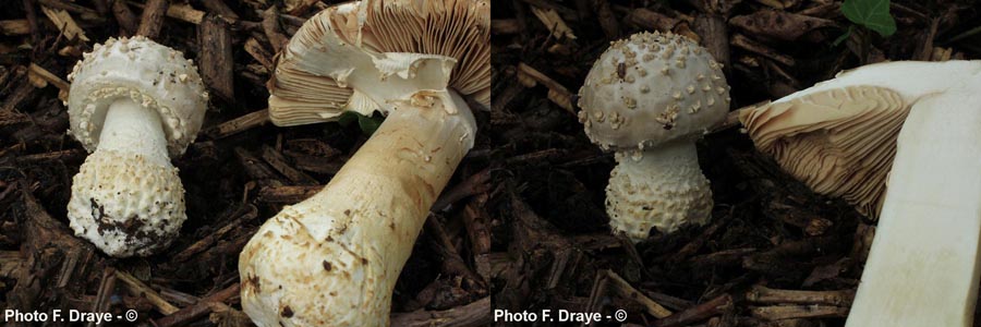 Amanita echinocephala var. subbeillei