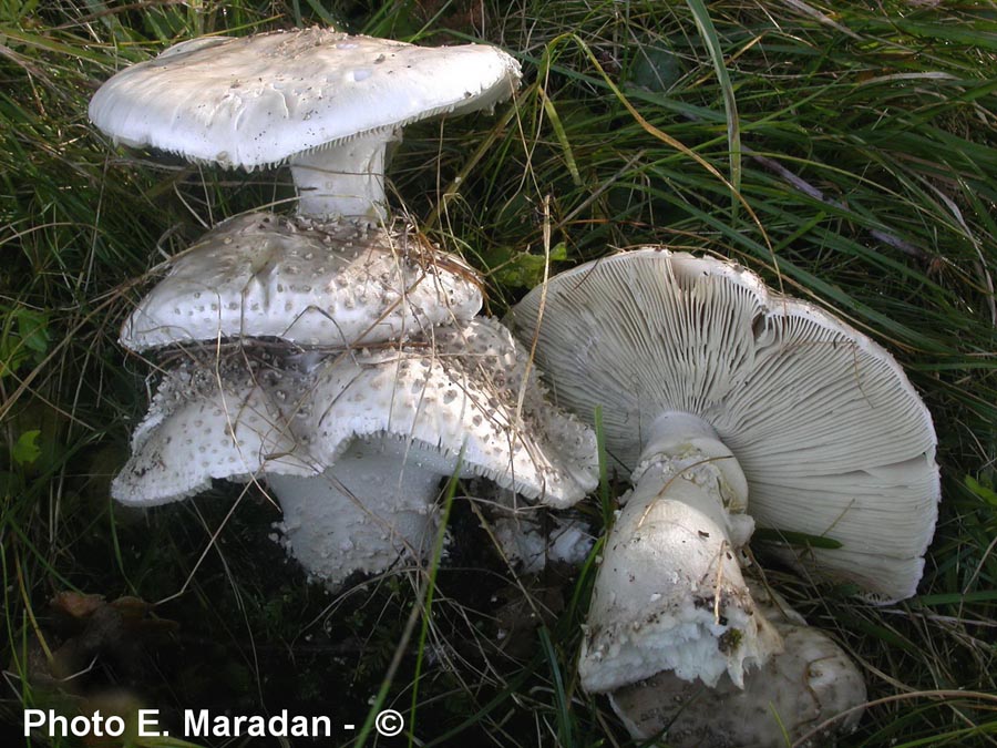 Amanita echinocephala