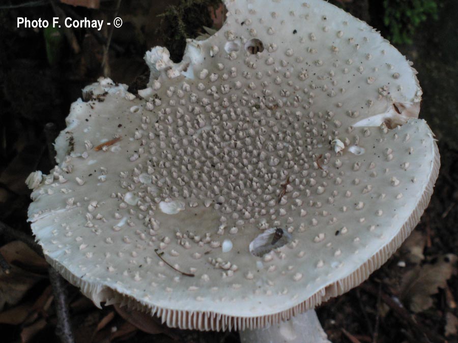 Amanita echinocephala