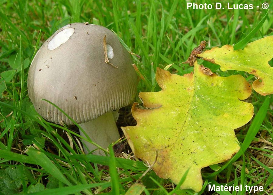 Amanita electra