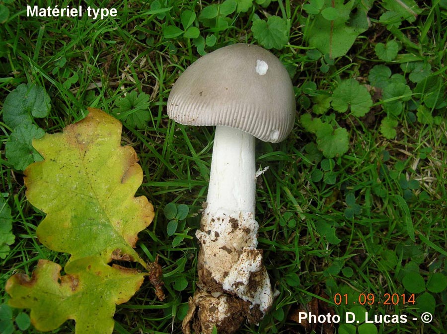 Amanita electra