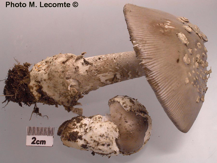 Amanita eliae var. griseovelata