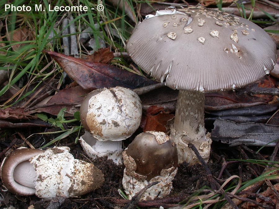 Amanita eliae var. griseovelata