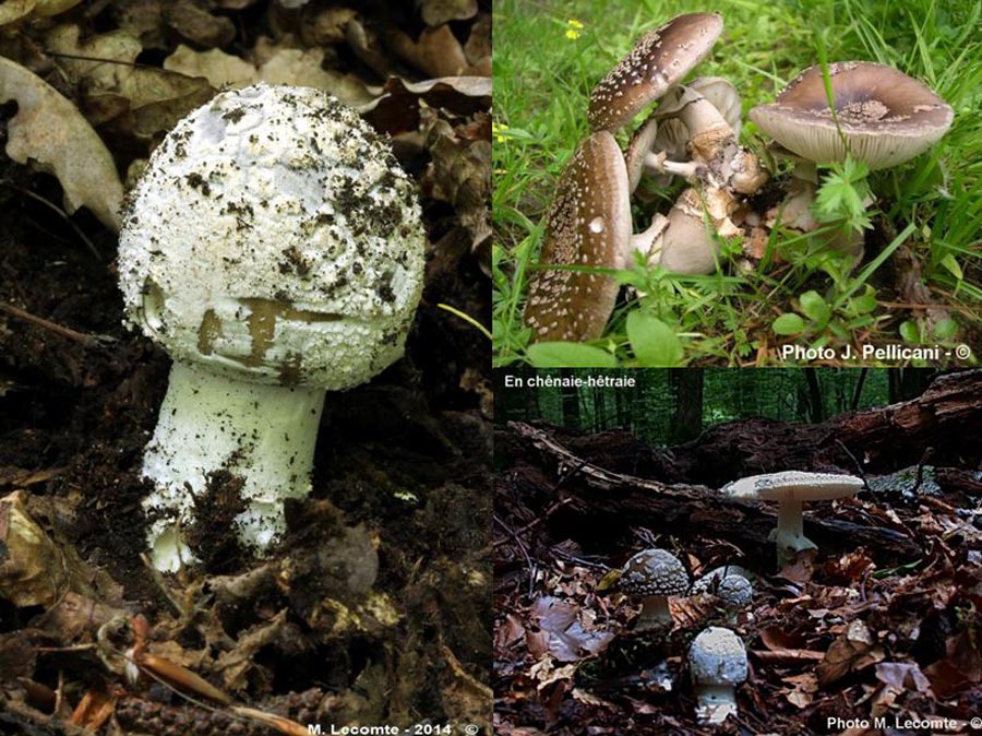 Amanita excelsa var. spissa (Amanita spissa)