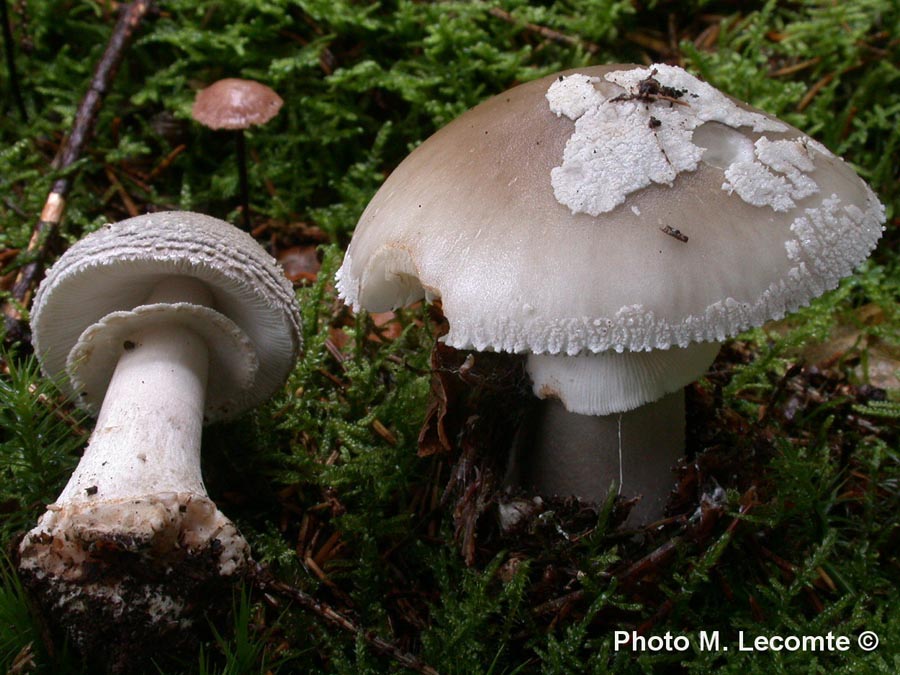 Amanita excelsa var. spissa (Amanita spissa)