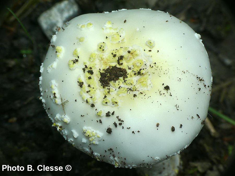 Amanita franchetii f. lactella