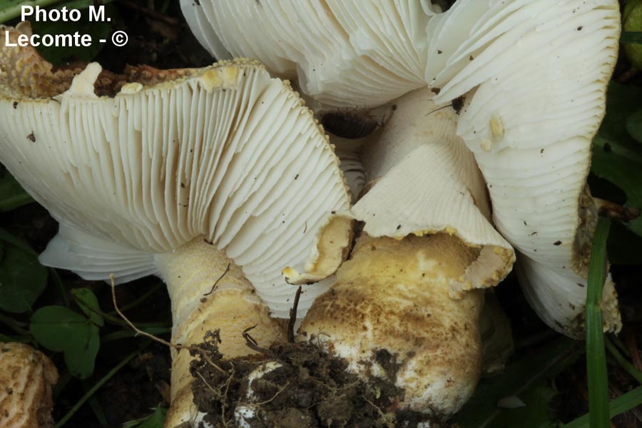 Amanita franchetii