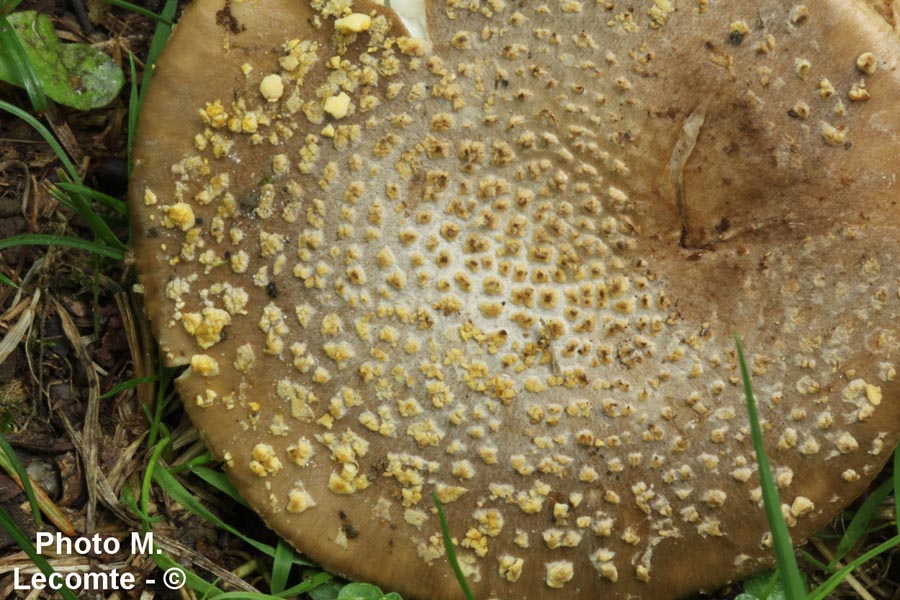 Amanita franchetii