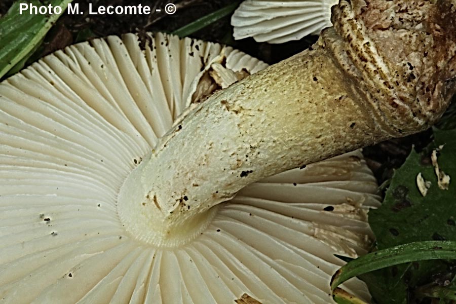 Amanita franchetii