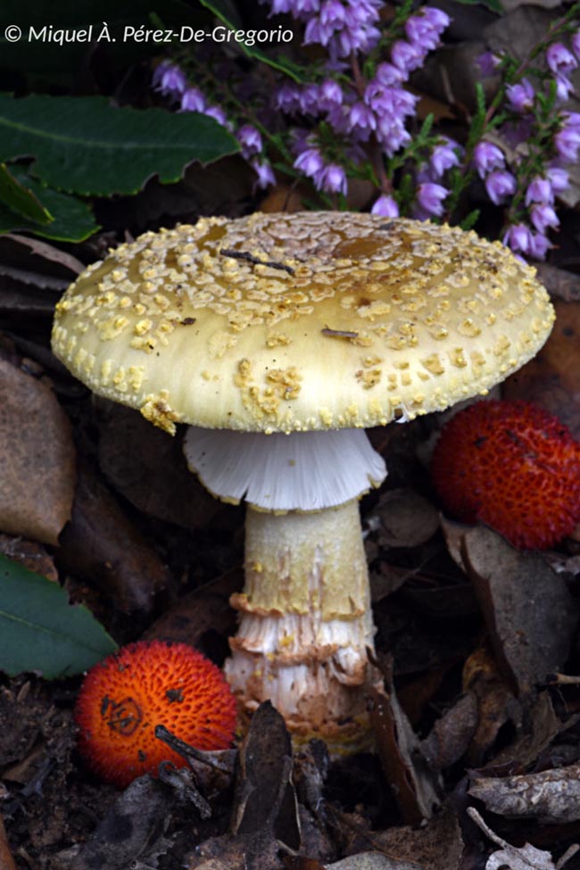 Amanita franchetii