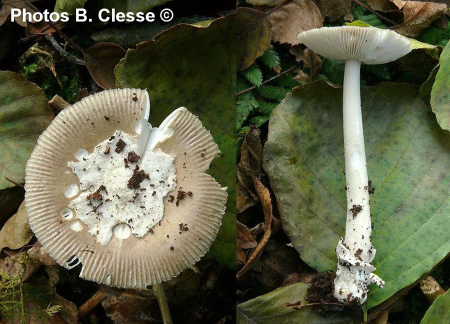 Amanita friabilis