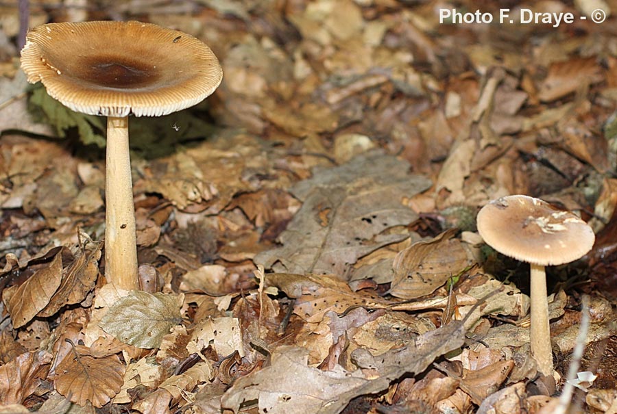 Amanita fulva