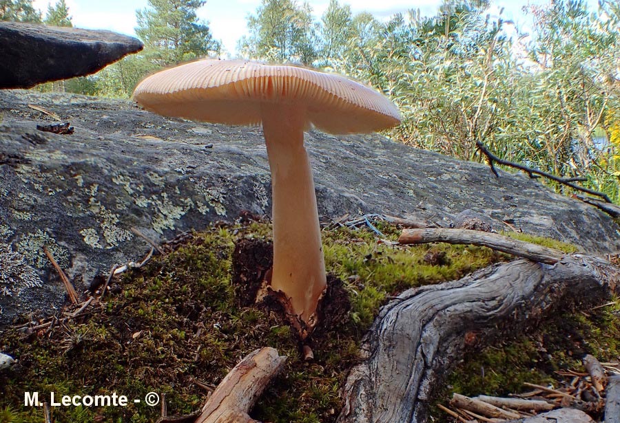 Amanita fulva