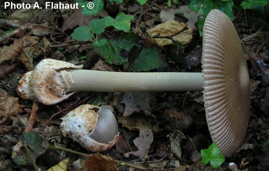 Amanita fulvoides