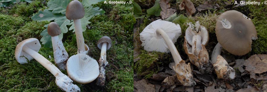 Amanita fulvoides