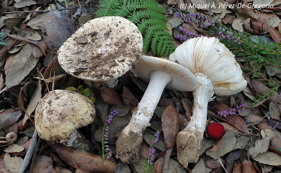 Amanita gioiosa