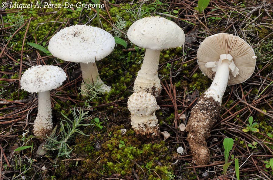 Amanita gracilior var. beilleioides