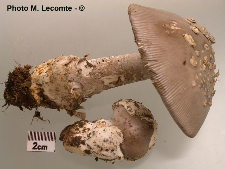 Amanita-griseofucescens