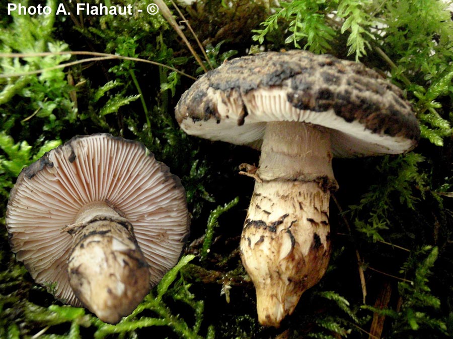 Amanita inopinata