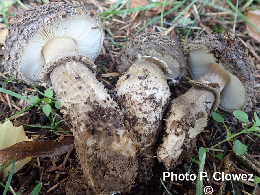 Amanita inopinata