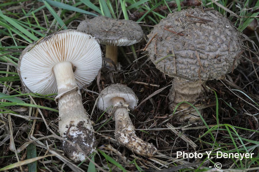 Amanita inopinata