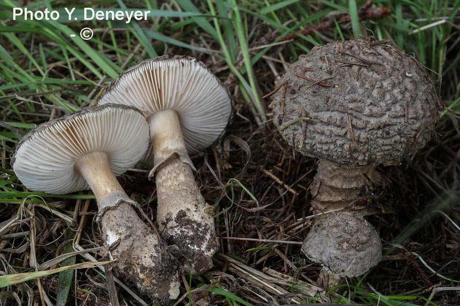 Amanita inopinata