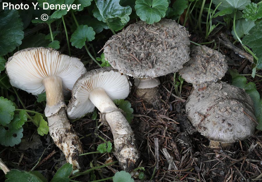 Amanita inopinata