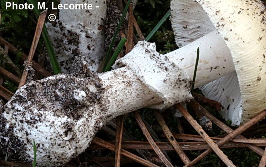 Amanita junquillea (Amanita gemmata)