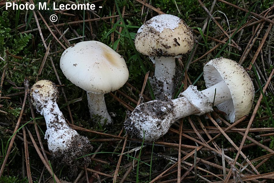 Amanita junquillea (Amanita gemmata)