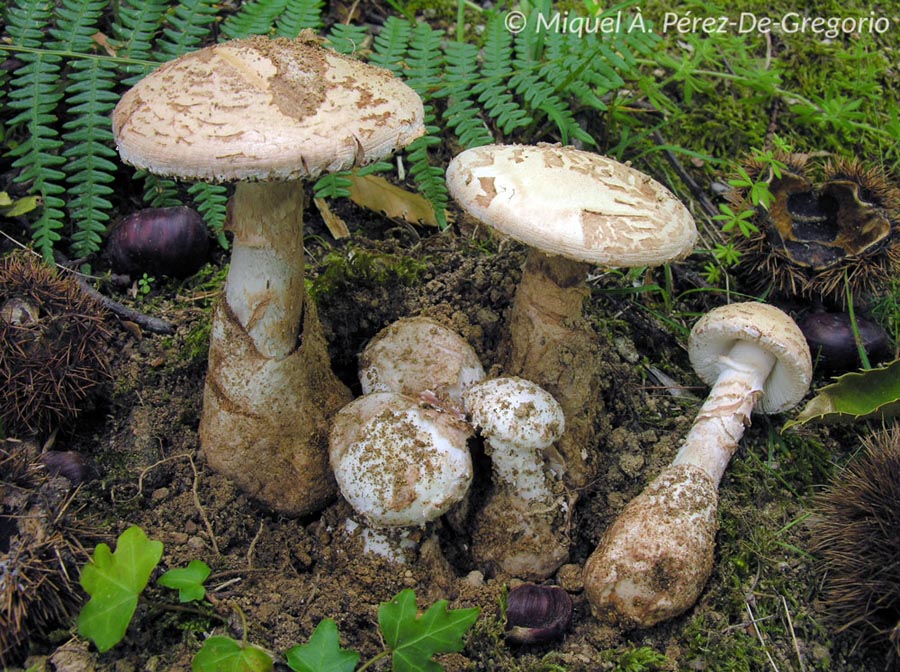 Amanita lepiotoides