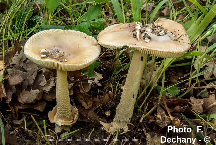 Amanita lividopallescens