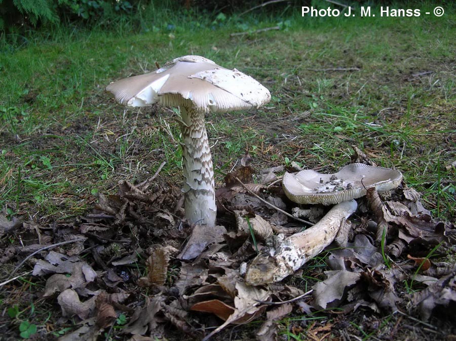 Amanita lividopallescens var. tigrina