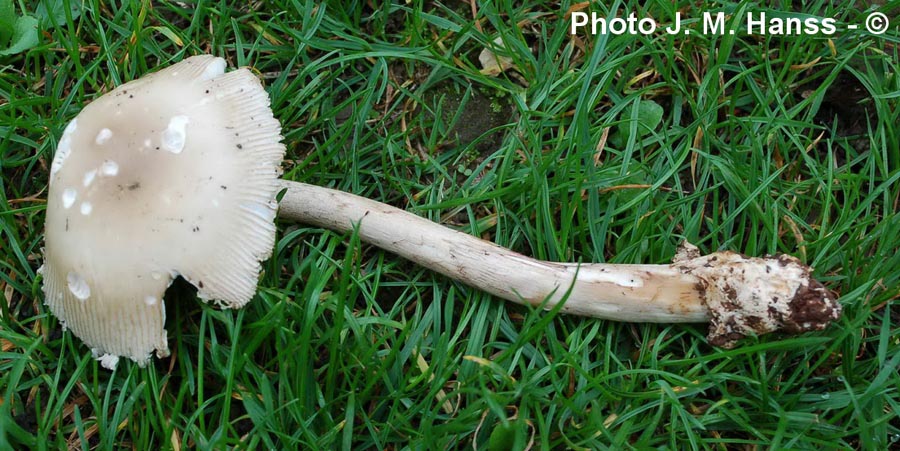 Amanita lividopallescens