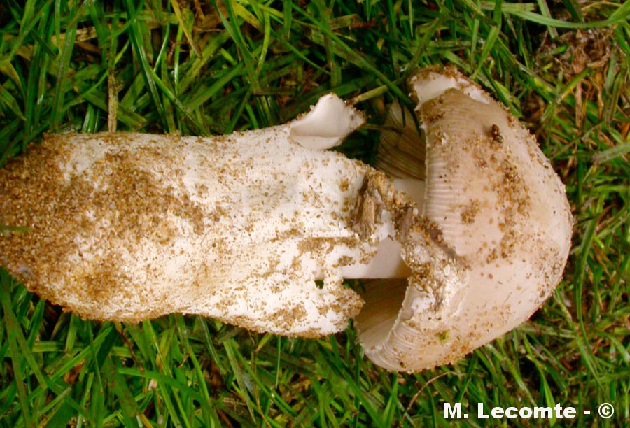 Amanita mairei