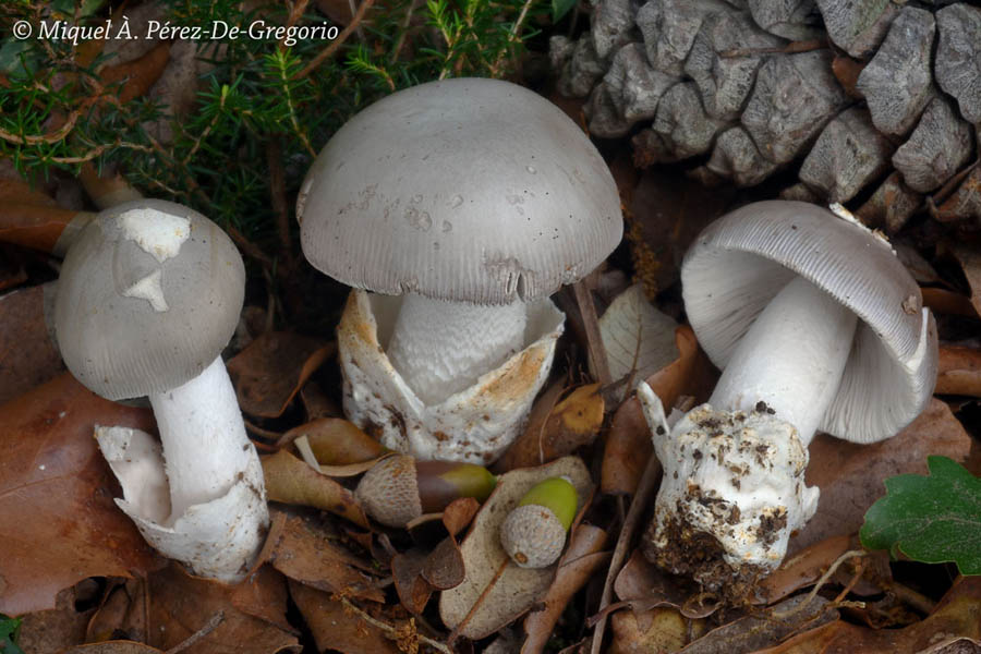 Amanita mairei