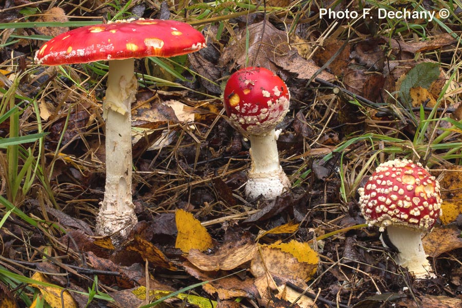 Amanita muscaria f. flavivolvata