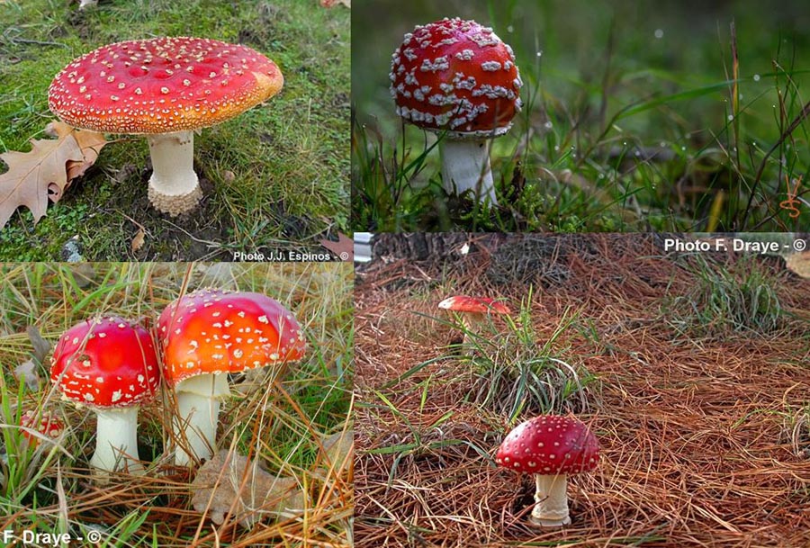 Amanita muscaria