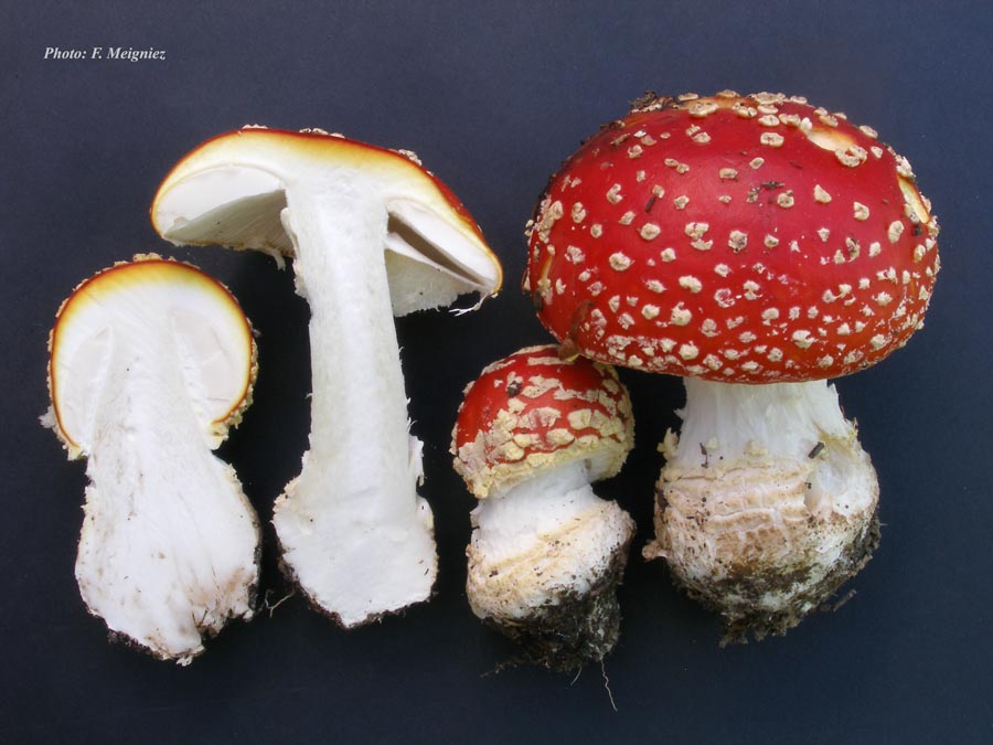 Amanita muscaria