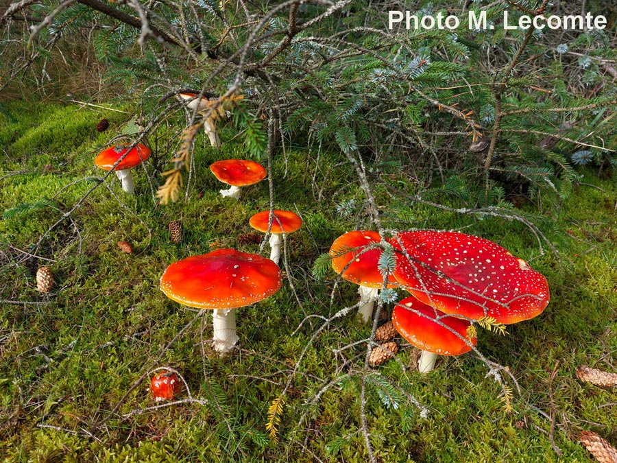 Amanita muscaria