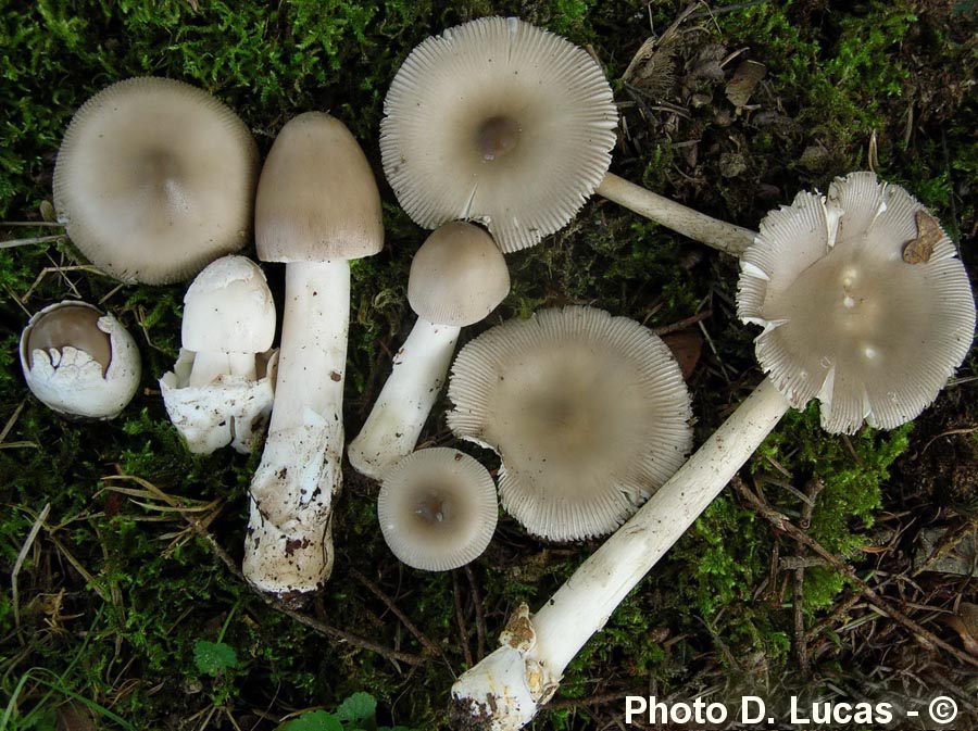 Amanita ochraceopallida