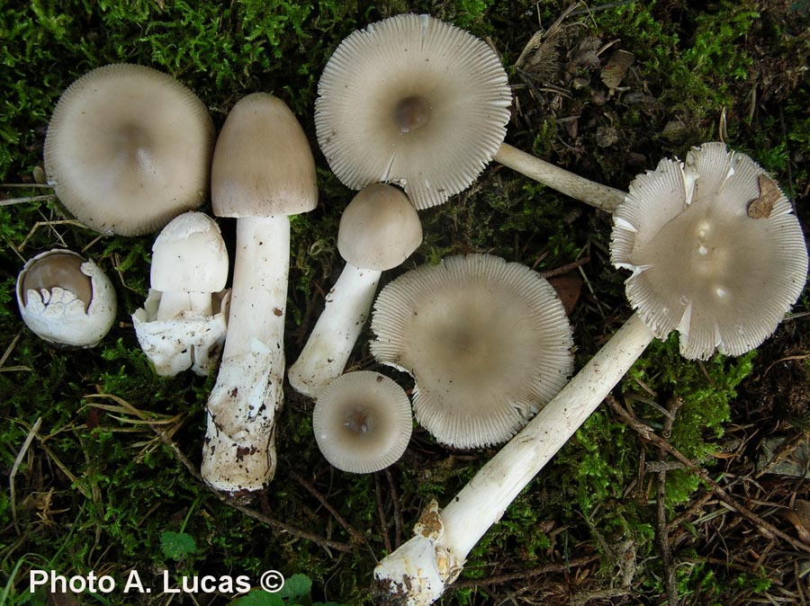 Amanita ochraceomaculata